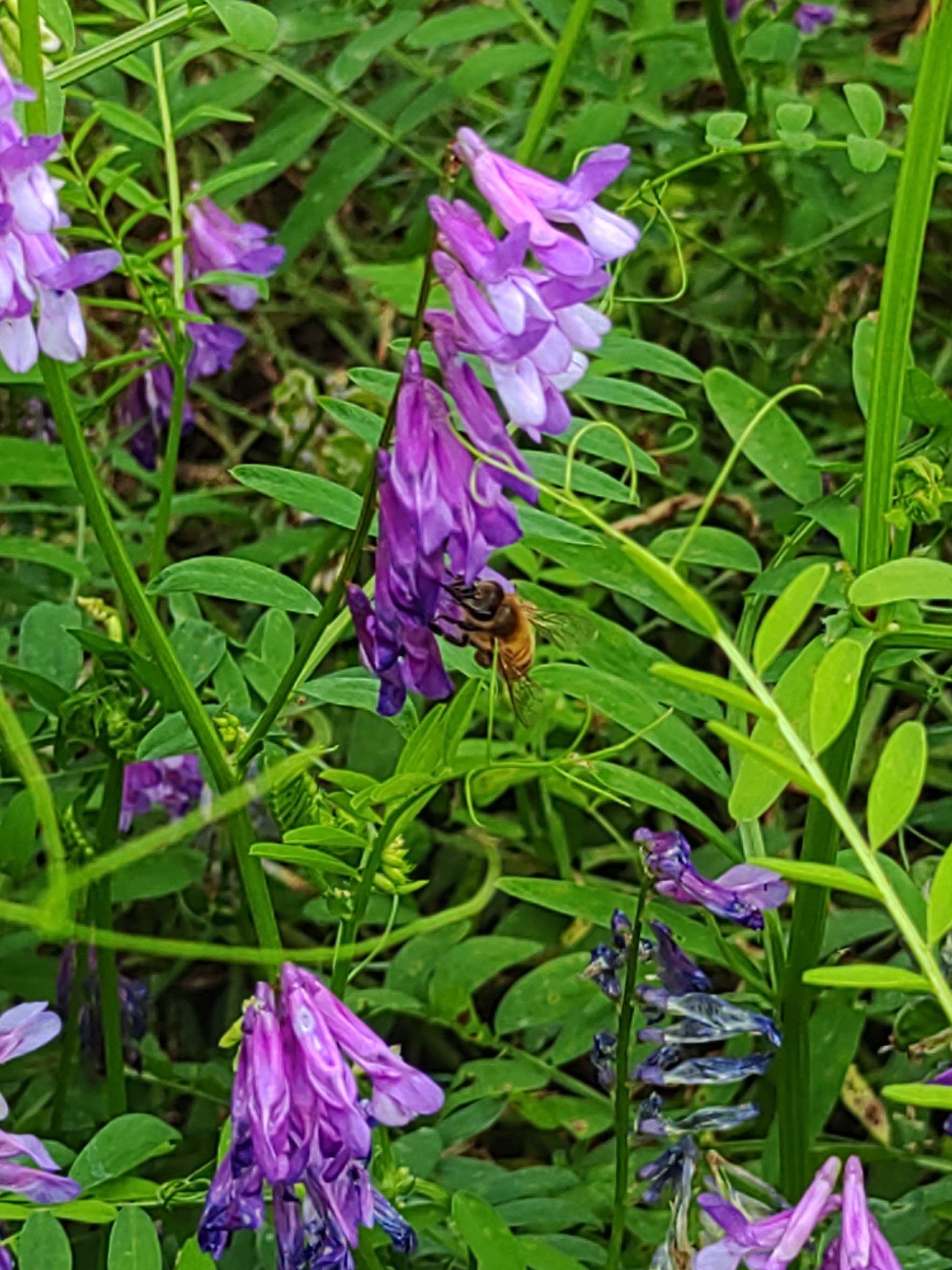 ヘアリーベッチの花にミツバチ